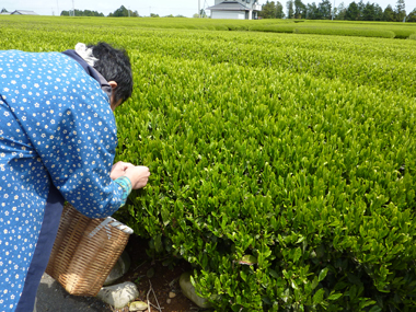 茶摘み