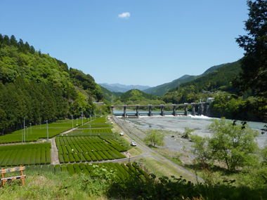 大井川と茶畑