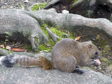 八幡宮とリス