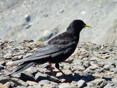 スイスの野鳥
