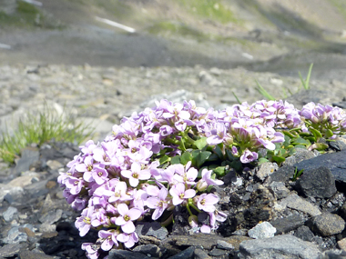 スイスの高山植物