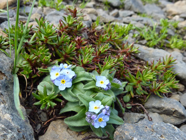 スイスの高山植物