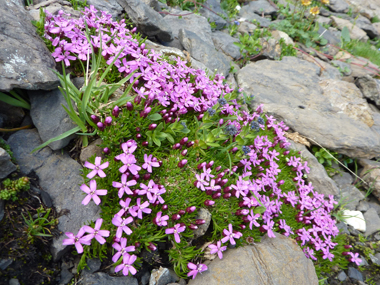 スイスの高山植物