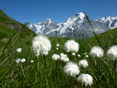 スイスの高山植物