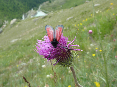 アザミの花とハート虫